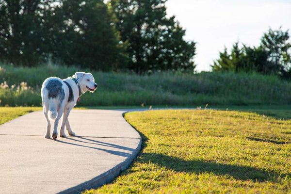 Serenity View walking path with Snowflake, the facility's pet dog